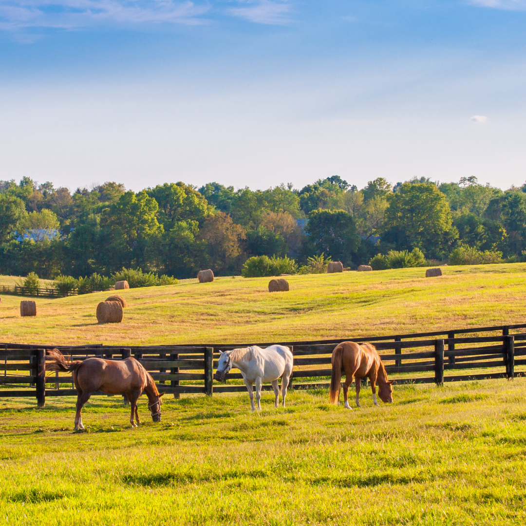 High ROI Upgrades for Equestrian Properties